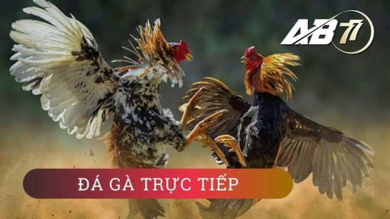 Cá cược đá gà cựa dao ăn tiền ngay lập tức